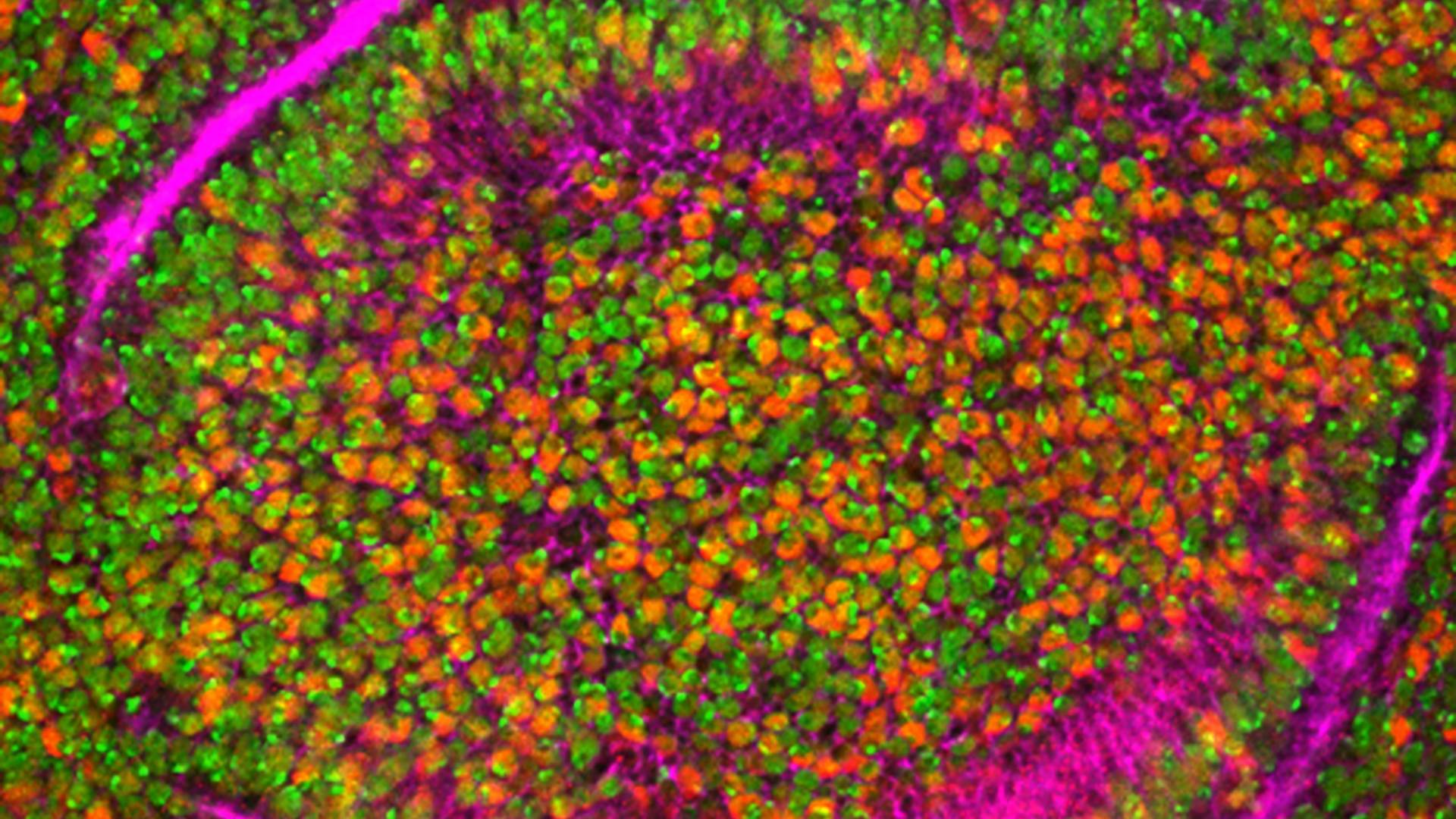 colorful microscopy