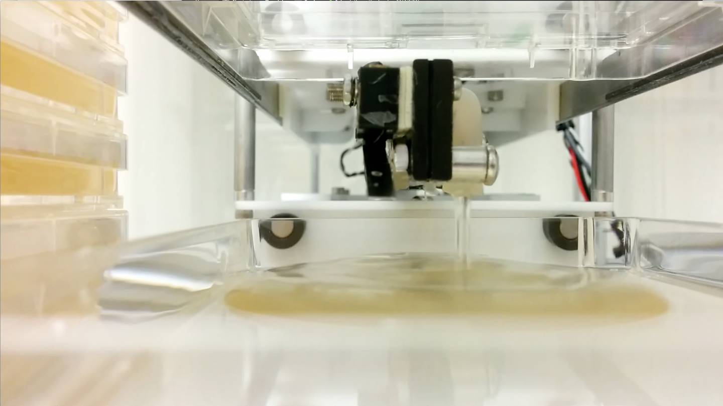 Robot feeding algae