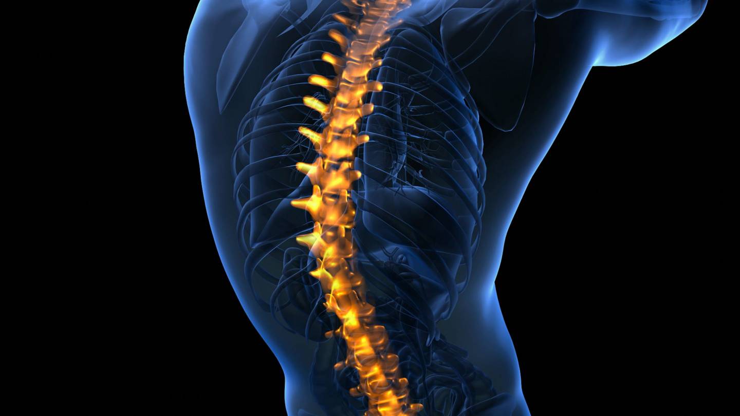 spine 