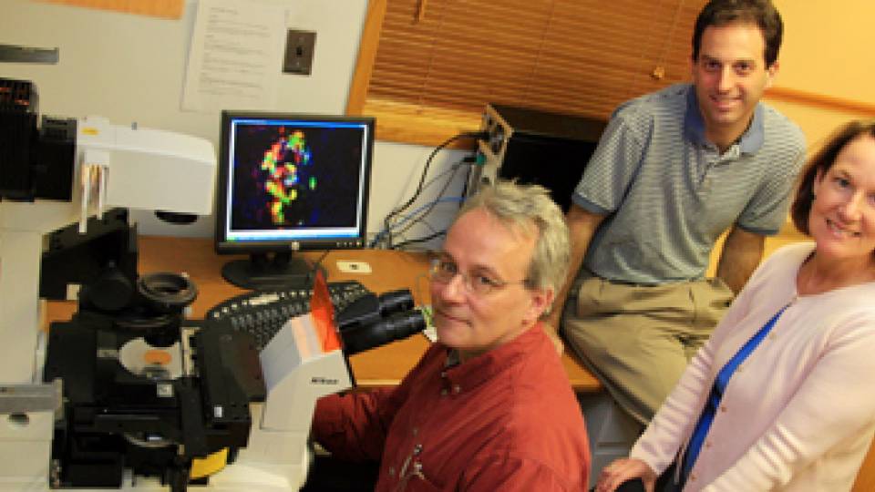 Stem Cell Group