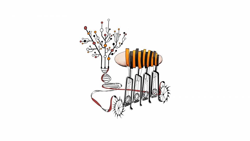 Conceptual drawing of genes making stripes on flies
