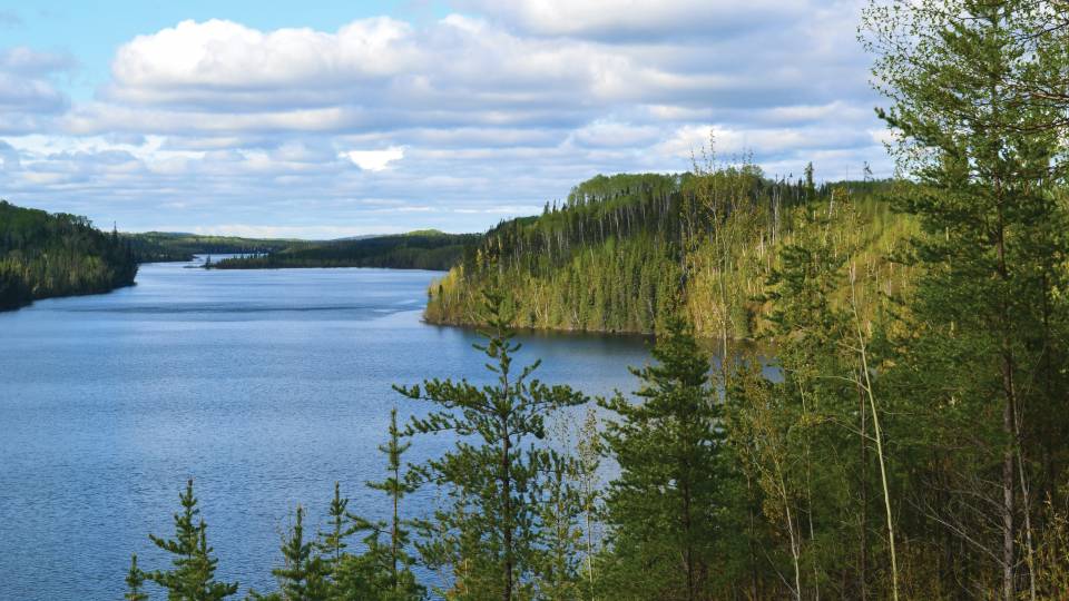 lake and forest