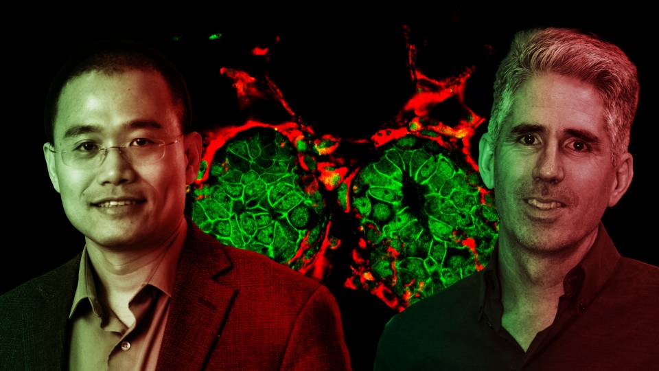 Yibin Kang and Joshua Rabinowitz in front of microscopy of healthy breast tissue