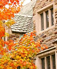 Sugar Maples