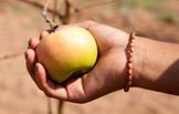 OA/CA Terhune apple
