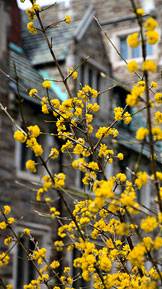 Blossoms dogwoods
