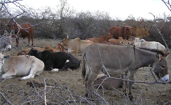 Donkey Cow in field