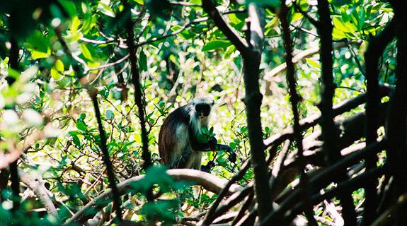 Mangrove swamp