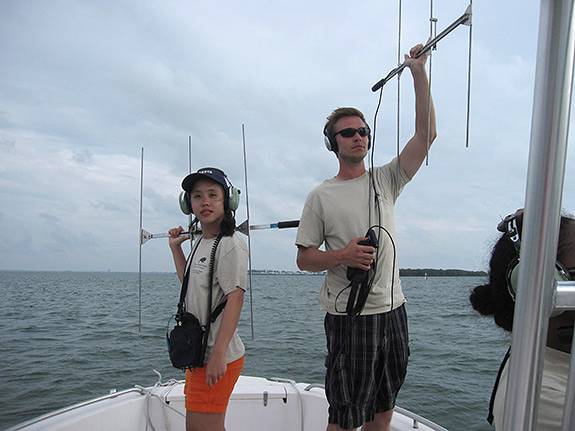 Dolphins Tara