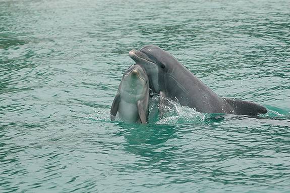 Dolphins