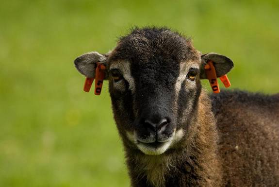Graham sheep