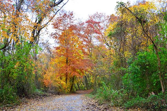 Fall foliage