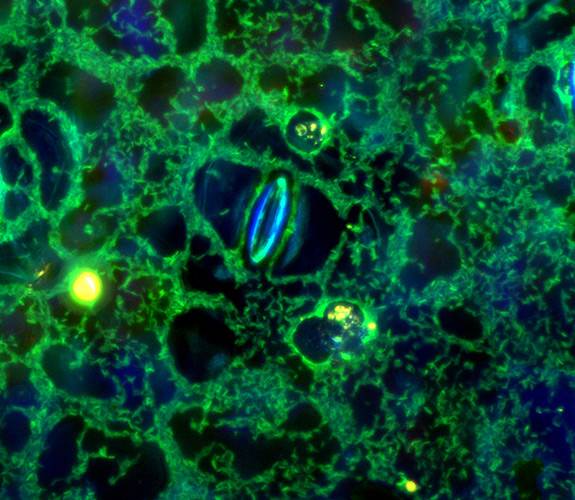 Gitai_bacteria