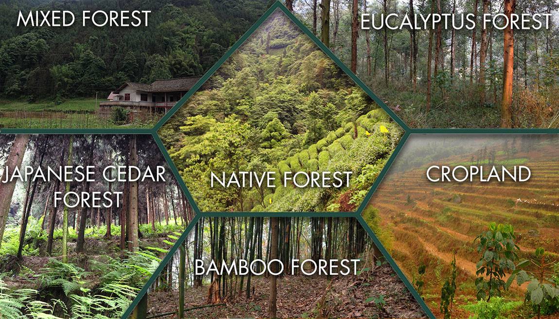China’s Grain-for-Green Program, the world’s largest reforestation effort, has converted 69.2 million acres of cropland and barren scrubland back to forest. Yet, the program overwhelmingly leads to the planting of monoculture forests, falling short of restoring the biodiversity of native forests — and can even harm existing wildlife. The graphic above shows the composition of (clockwise from upper left) a mixed forest, a native forest, a eucalyptus forest, cropland, a bamboo forest, and a Japanese ...