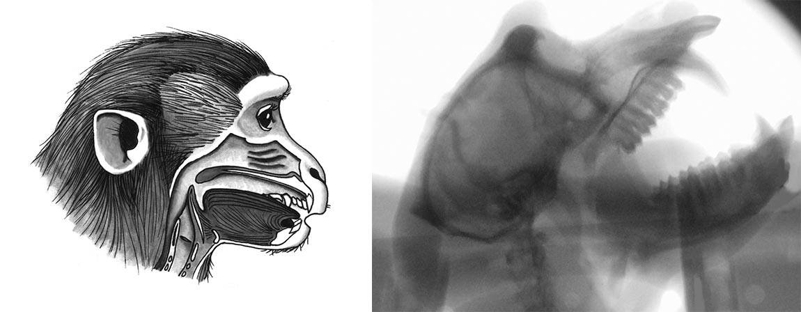 Monkey illustration and xray