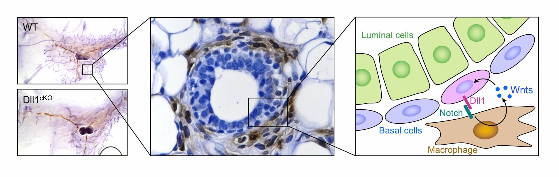 Mammary cells