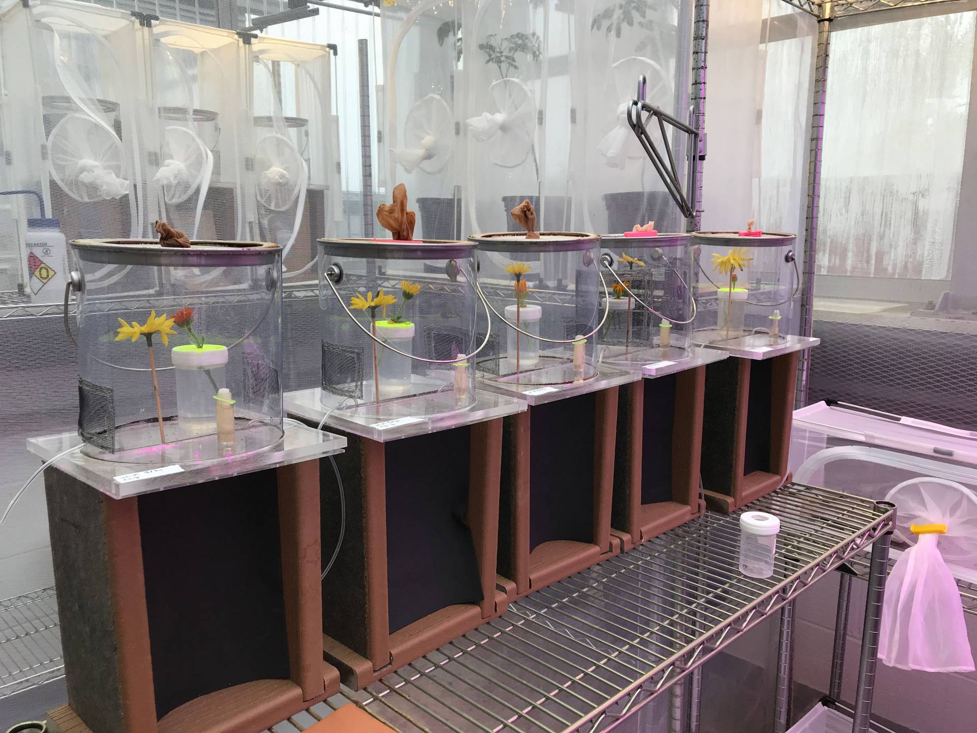 Laboratory of bees