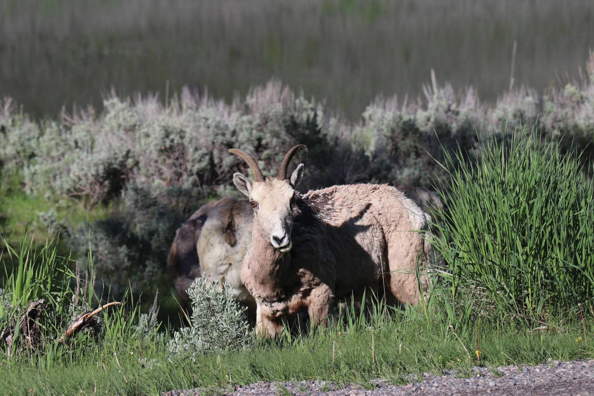 Bighorn sheep