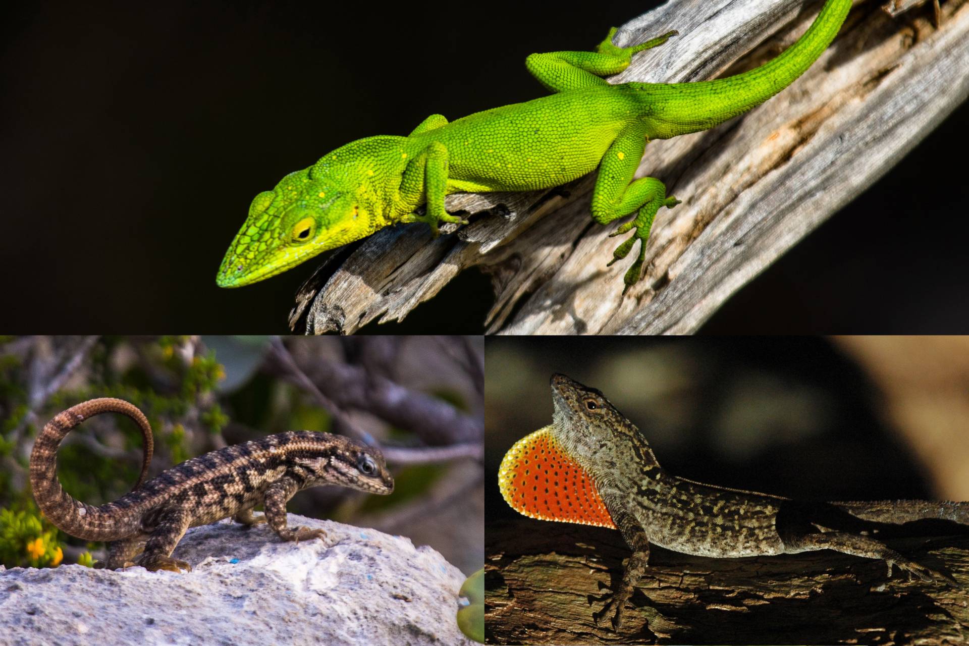 Lizards