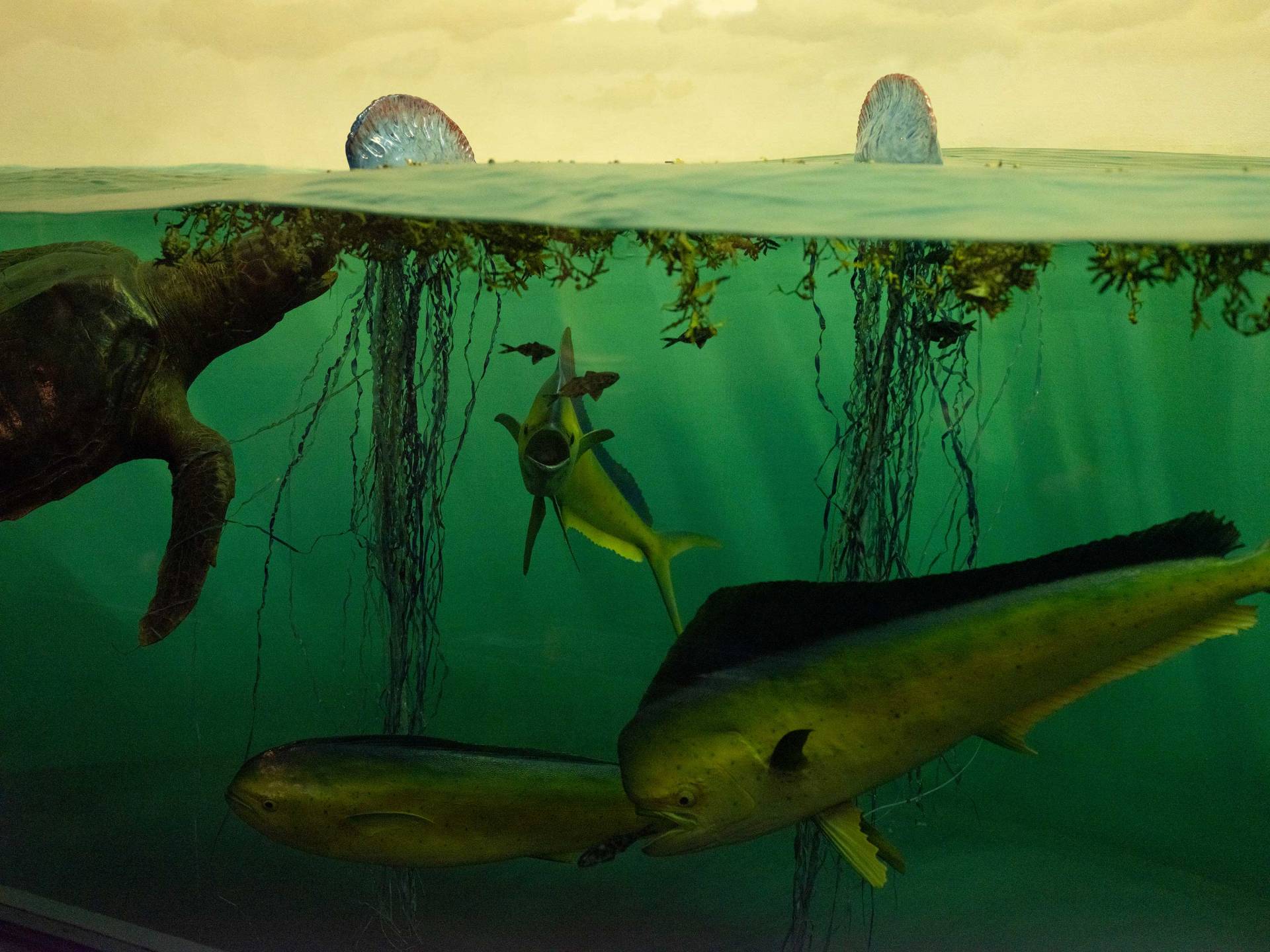 marine life at the surface of the ocean