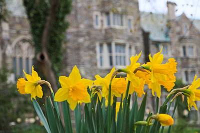Blossoms daffodils