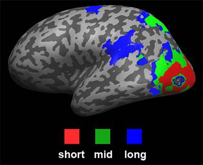 Hasson brain