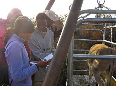 Donkey Cow weighing