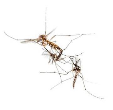 mosquitoes