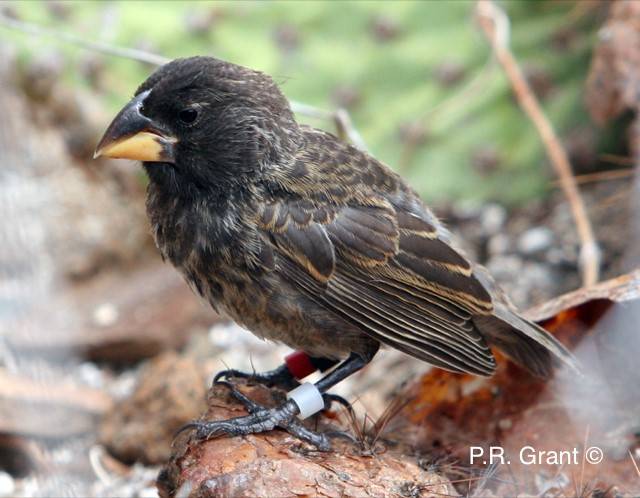 Big Bird Finch